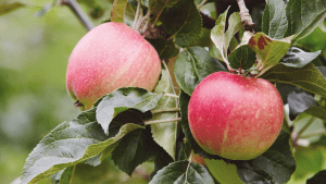 La pomme, un super aliment pour la santé et le sport